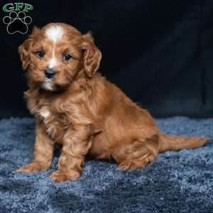 Kassidy, Cavapoo Puppy